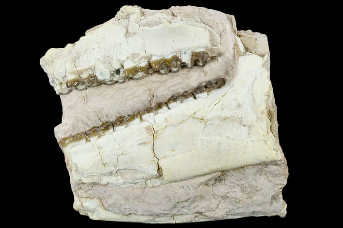 Oreodont (Merycoidodon) Jaw Section - Wyoming #114029